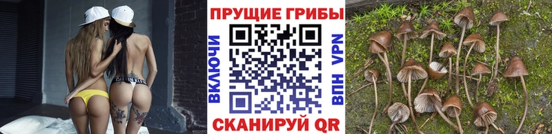продажа наркотиков Кувандык Псилоцибиновые грибы GOLDEN TEACHER